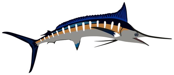 Marlin fish cartoon vector drawing underwater marine life on isolated background lives in deep blue water in ocean wild predator animal fisherman fishing concept jumping logo concept illustration