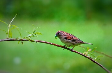 robin on a branch