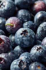 Raw Blue Organic Blueberries