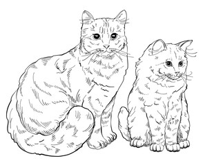 A cat set with cute kittens, soft pillows and accessories for games. 