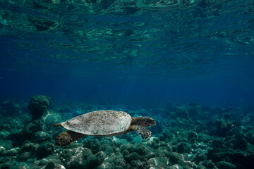 tortue dans les eaux claires des Maldives