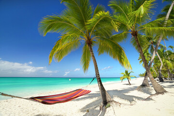 Coconut palm garden at the tropical beach with hammock