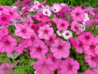 pink petunia flowers in the pot outdoors background