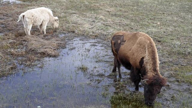 Brown and White Albino bison grazing in pond together in Wyoming.