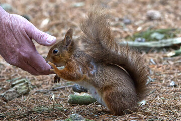 Red squirrel encounter