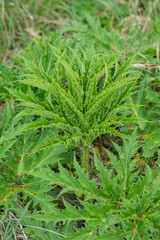 Giant hogweed (Heracleum mantegazzianum) it's sap makes skin photosensitive.