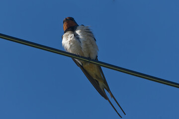 swallow