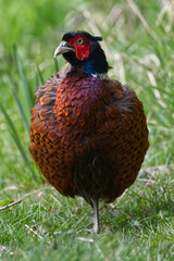male pheasant