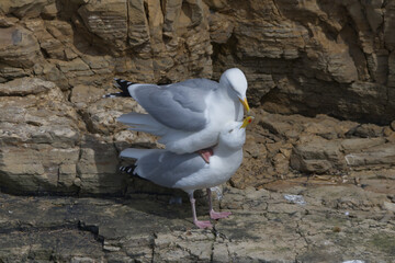 mating herring gulls
