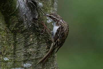 treecreeper in the tree
