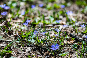 Anemone flowers in the forest meadow