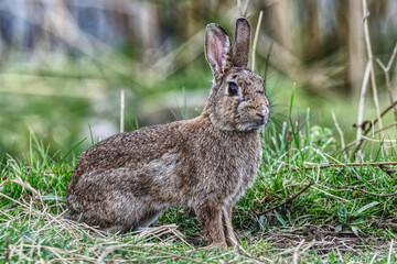 wild rabbit