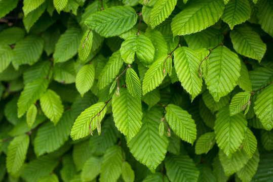 closeup of hornbeam leaves in hedge at spring