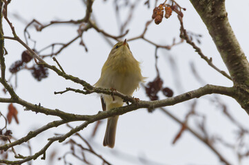 Fototapeta premium willow warbler
