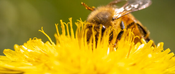 Detail closeup of honeybee, Apis Mellifera, european, western honey bee covered in pollen on yellow...