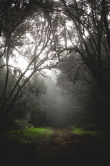 Foggy rain forest mystic mood, dark green color with trees, plants, moss.