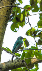 old world flycatchers