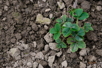 Young strawberry bush in the home garden. Soil background. Fertilizing and watering. Top view. Copy space. 