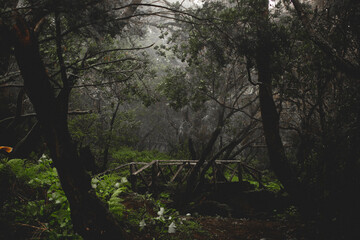 Fototapeta na wymiar Foggy rain forest mystic mood, dark green color with trees, plants, moss.