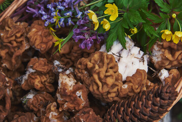 Full frame basket with spring mushrooms, top view.