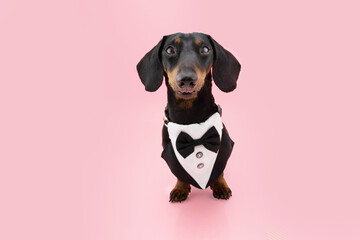 Puppy dog celebrating valentine's day, birthday or mother's day wearing a tuxedo. Isolated on pink or coral background
