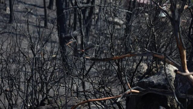 Burnt out turkish forest. 4k stock video footage of black from ash soil and burnt trees in forest after wildfire. Landscape of Marmaris, Turkey