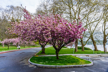 Seattle Roadside Blossoms 8