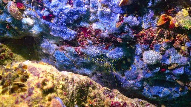 Shrimp (Palaemon elegans) crawling on sea sponges. Black Sea