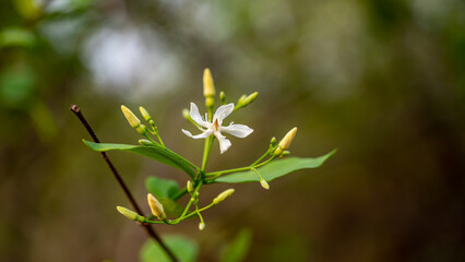 Wrightia tinctoria, Pala indigo plant or dyer's oleander, is a flowering plant species in the genus Wrightia found in India