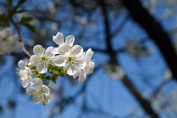 Blossoming cherry against the blue sky.. Close-up of cherry blossoms.