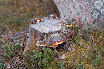 Tree stump  in the grass