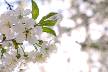 Close-up of cherry blossoms. Macro shot of a white flower and green leaves