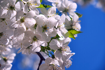 Obraz premium Blossoming cherry against the blue sky.. Close-up of cherry blossoms. View from the bottom