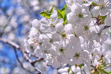 Obraz premium Blossoming cherry against the blue sky.. Close-up of cherry blossoms. View from the bottom
