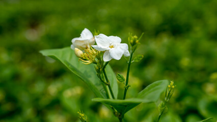 Arabian jasmine or Jasminum sambac is a species of jasmine native to tropical Asia, from the Indian