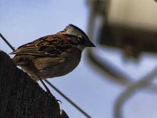 Pajarito descansando