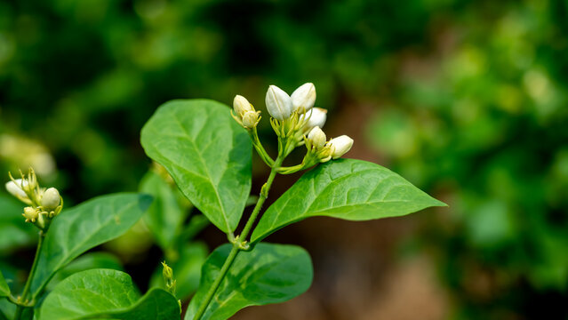 Arabian jasmine or Jasminum sambac is a species of jasmine native to tropical Asia, from the Indian