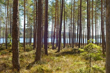 Trees in the forest with a view of a lake.