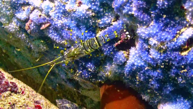 Shrimp (Palaemon elegans) crawling on sea sponges. Black Sea