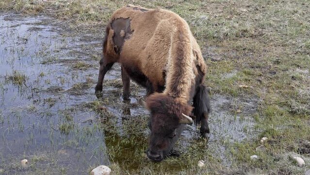 Bison Buffalo grazing in shallow pond in Wyoming moving in slow motion.