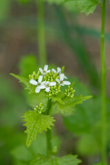 Closeup on a garlic mustard inflorescence (Alliaria petiolata).