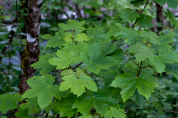 Fototapeta na wymiar Sycamore maple broad-leaved tree fresh green springtime new foliage