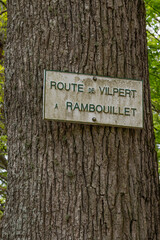 Chêne, Quercus robue, Etangs de Hollande, Parc naturel régional de la Haute Vallée de Chevreuse, Bréviaires, 78, Yvelines