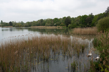 Etang des Noës, Parc naturel régional de la Haute Vallée de Chevreuse, Le Mesnil Saint denis, Yvelines, région Île de France, 78