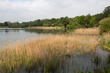 Etang des Noës, Parc naturel régional de la Haute Vallée de Chevreuse, Le Mesnil Saint denis, Yvelines, région Île de France, 78
