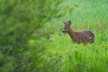            Roe deer, capreolus capreolus, buck standing on green field in spring sunlight. Brown mammal looking on grassland in sunshine. Wild antlered animal watching on glade.