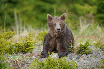 Fototapeta premium Brown bear, ursus arctos, standing on blooming glade in spring nature. Large mammal looking to the camera in yellow wildflowers.