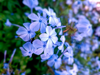 beautiful five-petal sky-blue flower in the garden 