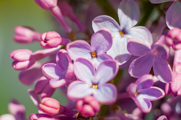Lilac flowers close up. Blooming garden plants in the backyard. Saturated color background with shallow depth of field and selective focus.