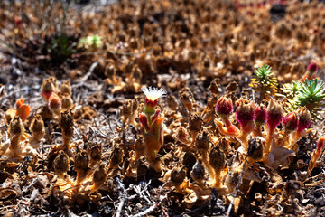 Close up of Mesembryanthemum crystallinum flowers.